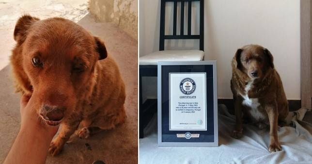 葡萄牙30岁阿兰多獒犬打破纪录成世界最长寿的狗